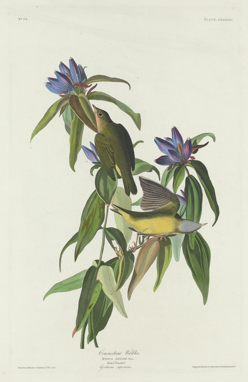 Toutinegra de Connecticut, 1832. de Robert Havell
