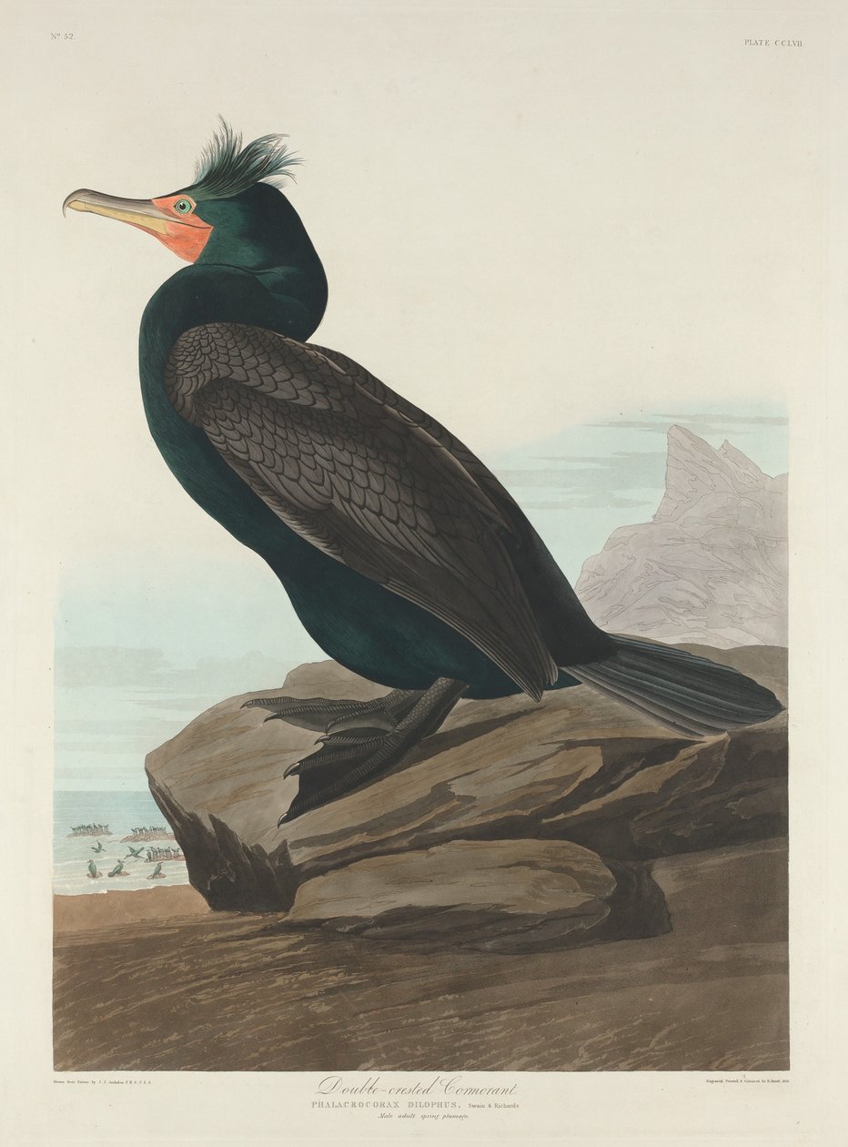 Cormorant de crista dupla, 1835. de Robert Havell
