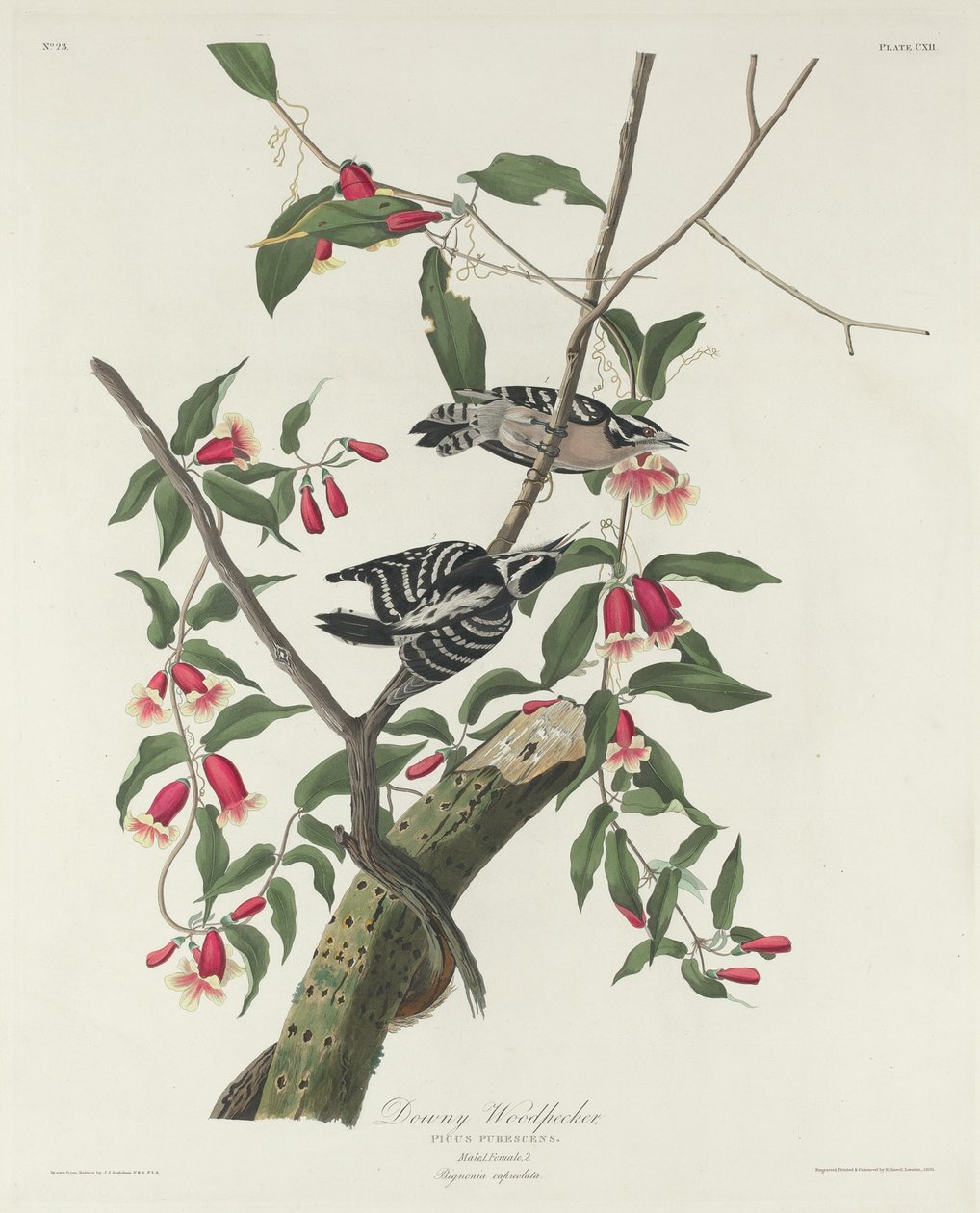 Downy Woodpecker, 1831. de Robert Havell