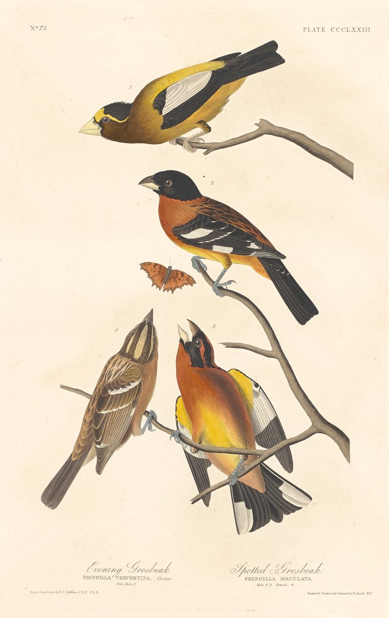 Grosbeak da noite e Grosbeak manchado, 1837. de Robert Havell