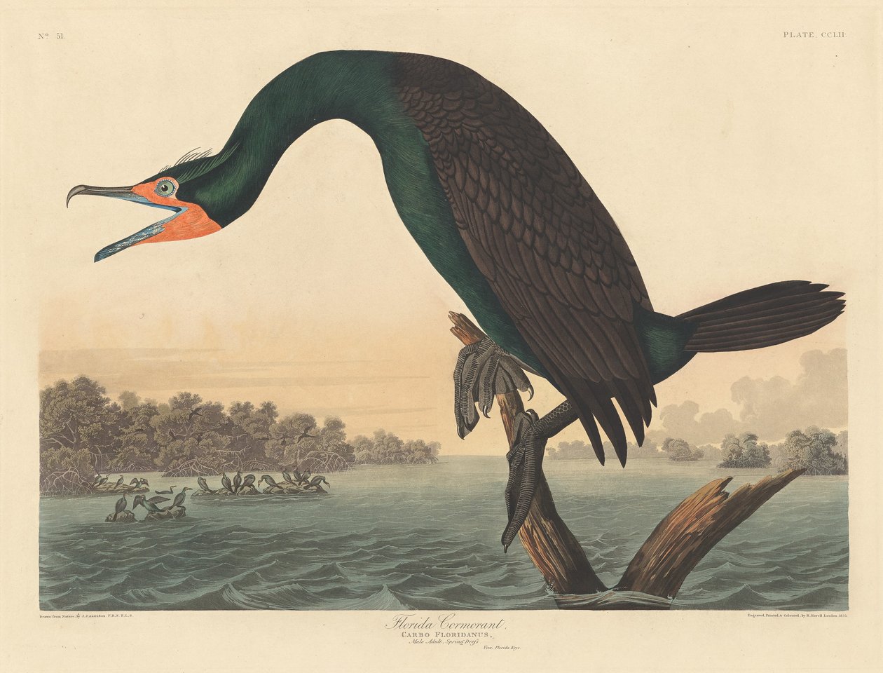 Cormorant da Flórida, 1835. de Robert Havell