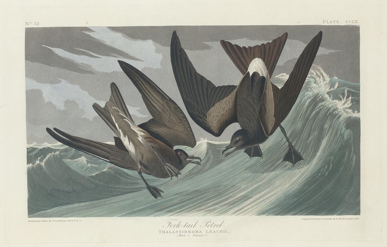 Petrel de cauda bifurcada, 1835. de Robert Havell