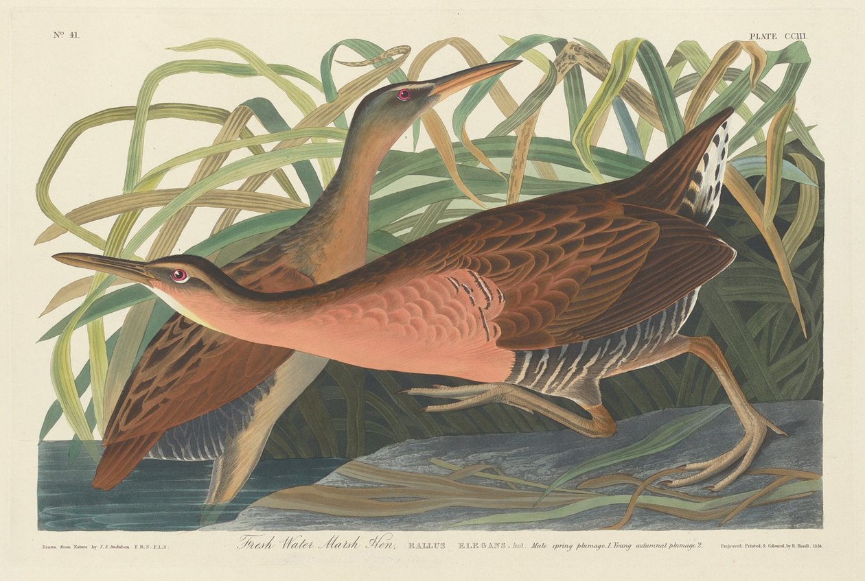 Galinha do pântano de água doce, 1834. de Robert Havell
