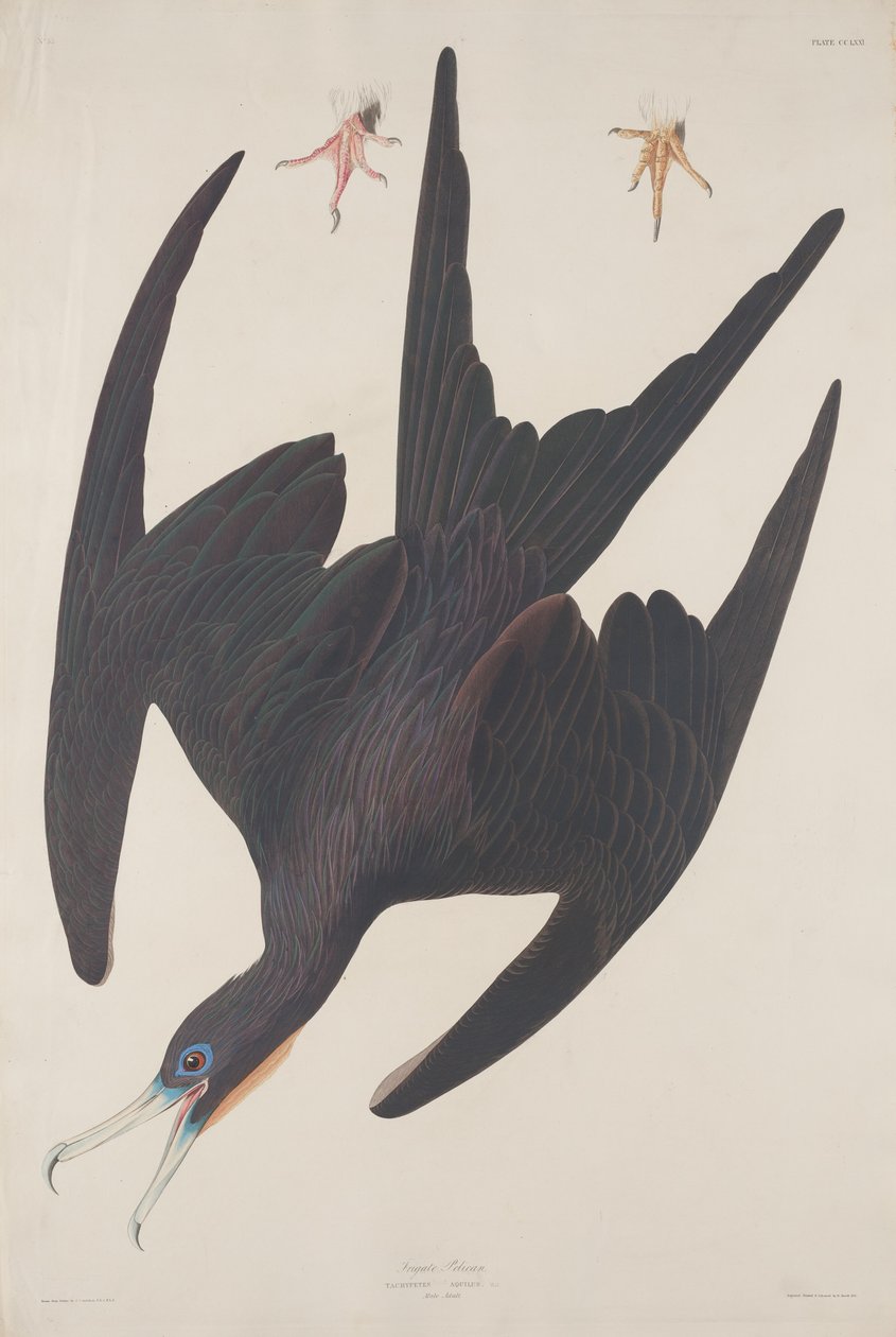 Fragata Pelicano, 1835. de Robert Havell