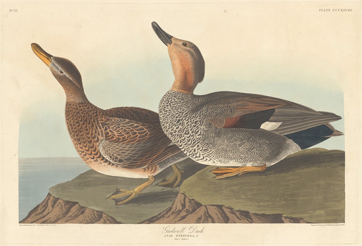 Pato Gadwall, 1836. de Robert Havell
