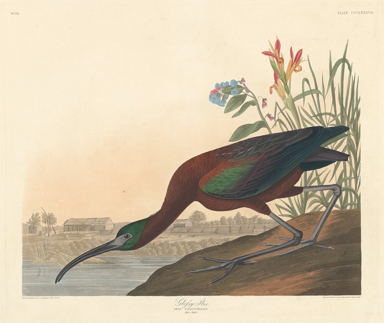 Íbis brilhante, 1837. de Robert Havell
