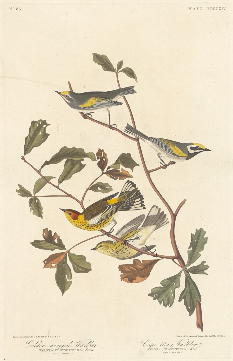 Toutinegra-de-asa-dourada e toutinegra de Cape May, 1838. de Robert Havell