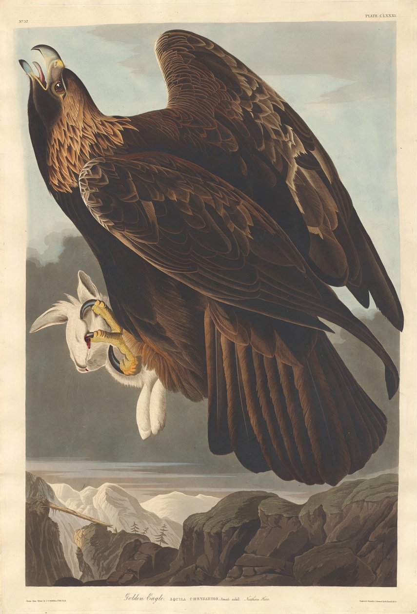 Águia Dourada, 1833. de Robert Havell