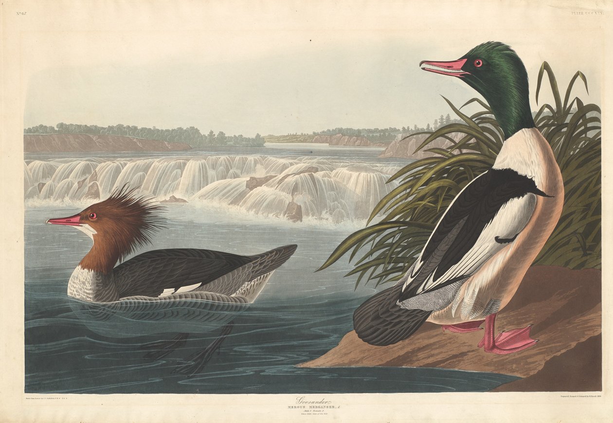 Goosander, 1836. de Robert Havell