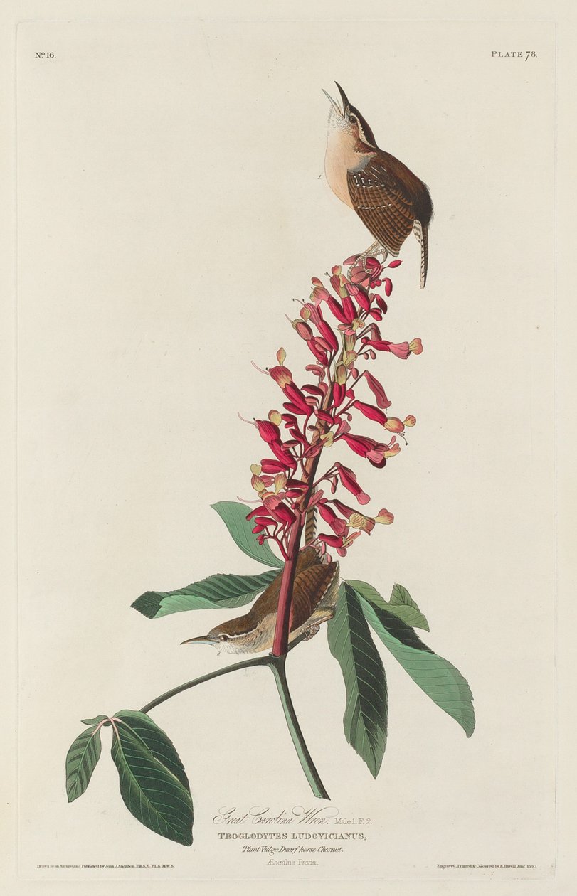 Grande Carolina Wren, 1830. de Robert Havell