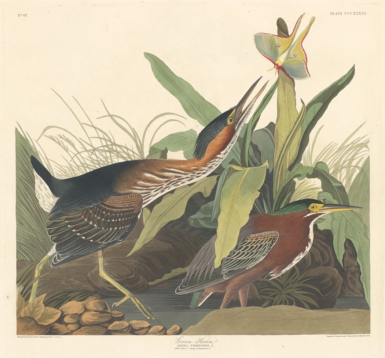 Garça Verde, 1836. de Robert Havell