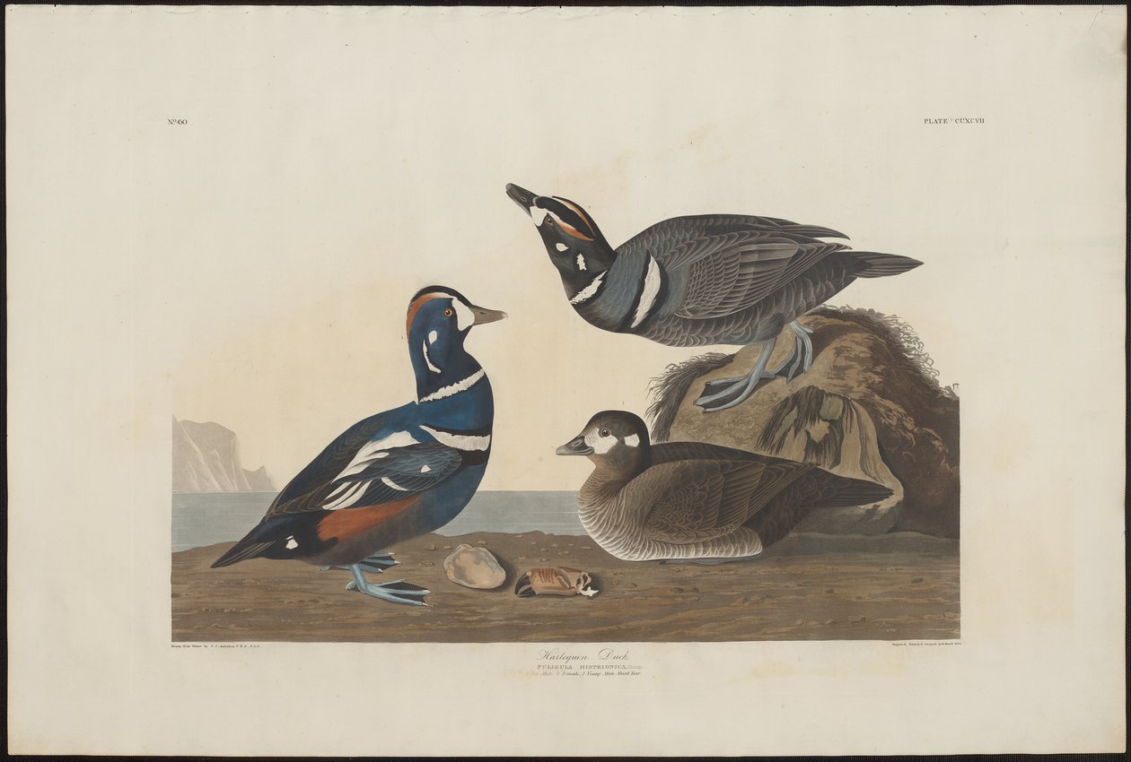 Pato Arlequim de Robert Havell