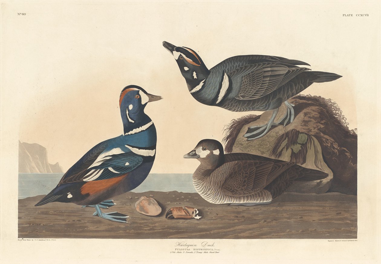 Pato Arlequim, 1836. de Robert Havell