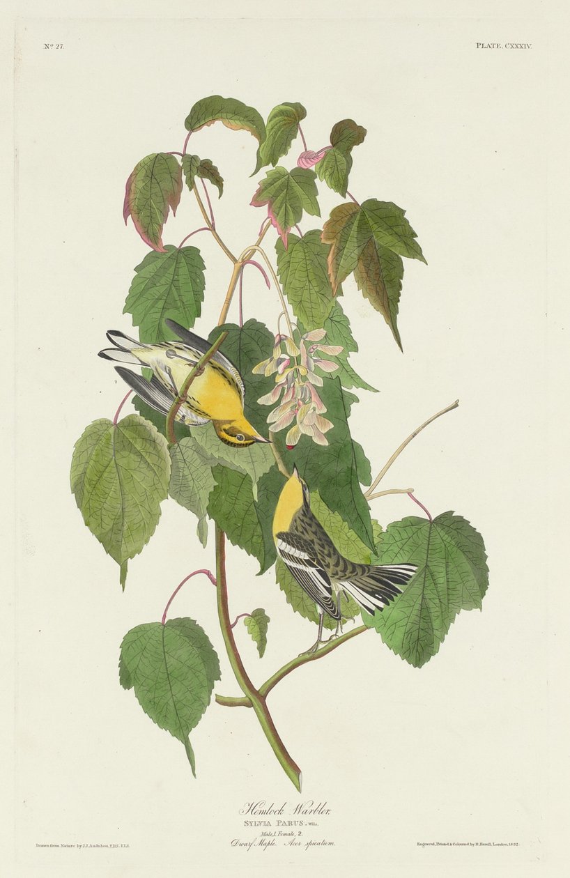 Toutinegra de cicuta, 1832. de Robert Havell