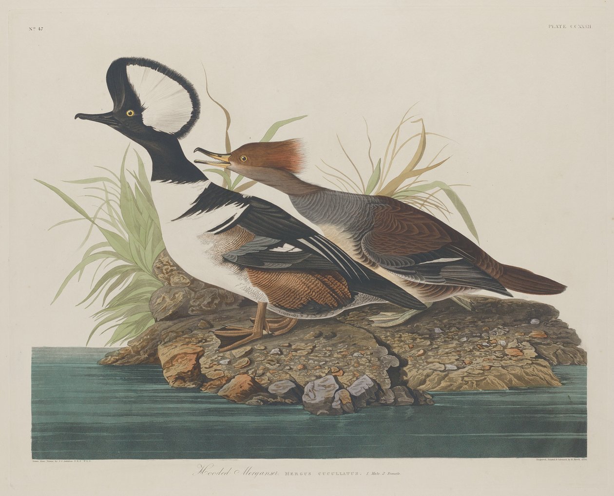 Merganser com capuz, 1834. de Robert Havell