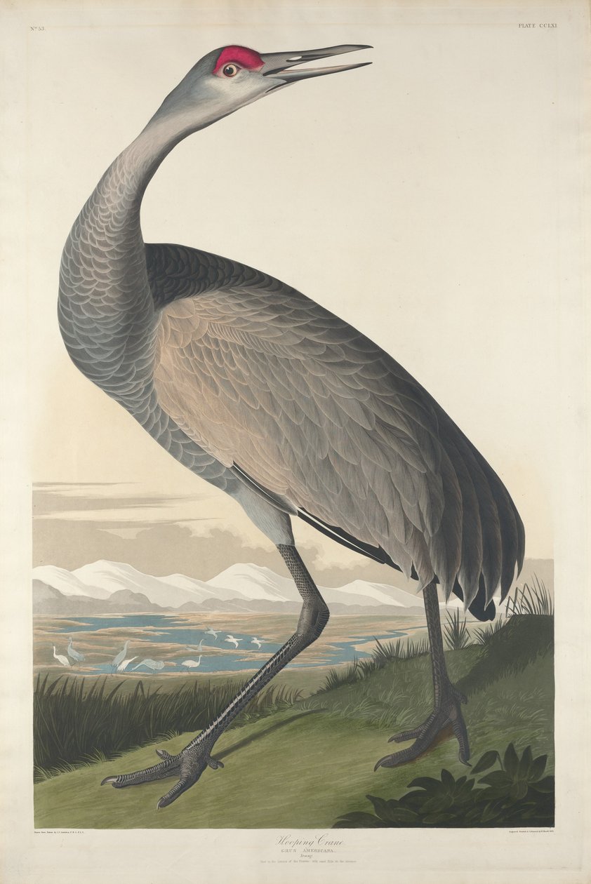 Guindaste com arco, 1835. de Robert Havell