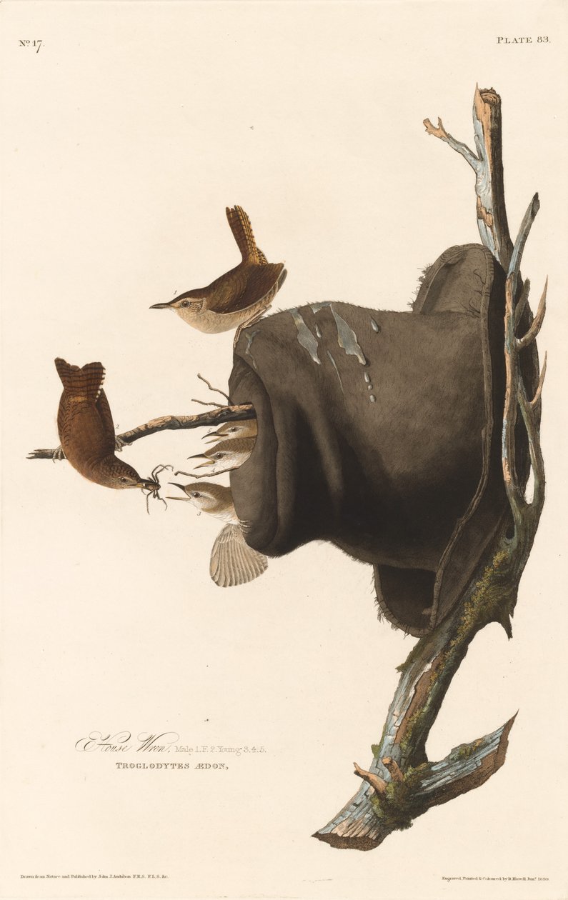 Casa Wren, 1830. de Robert Havell
