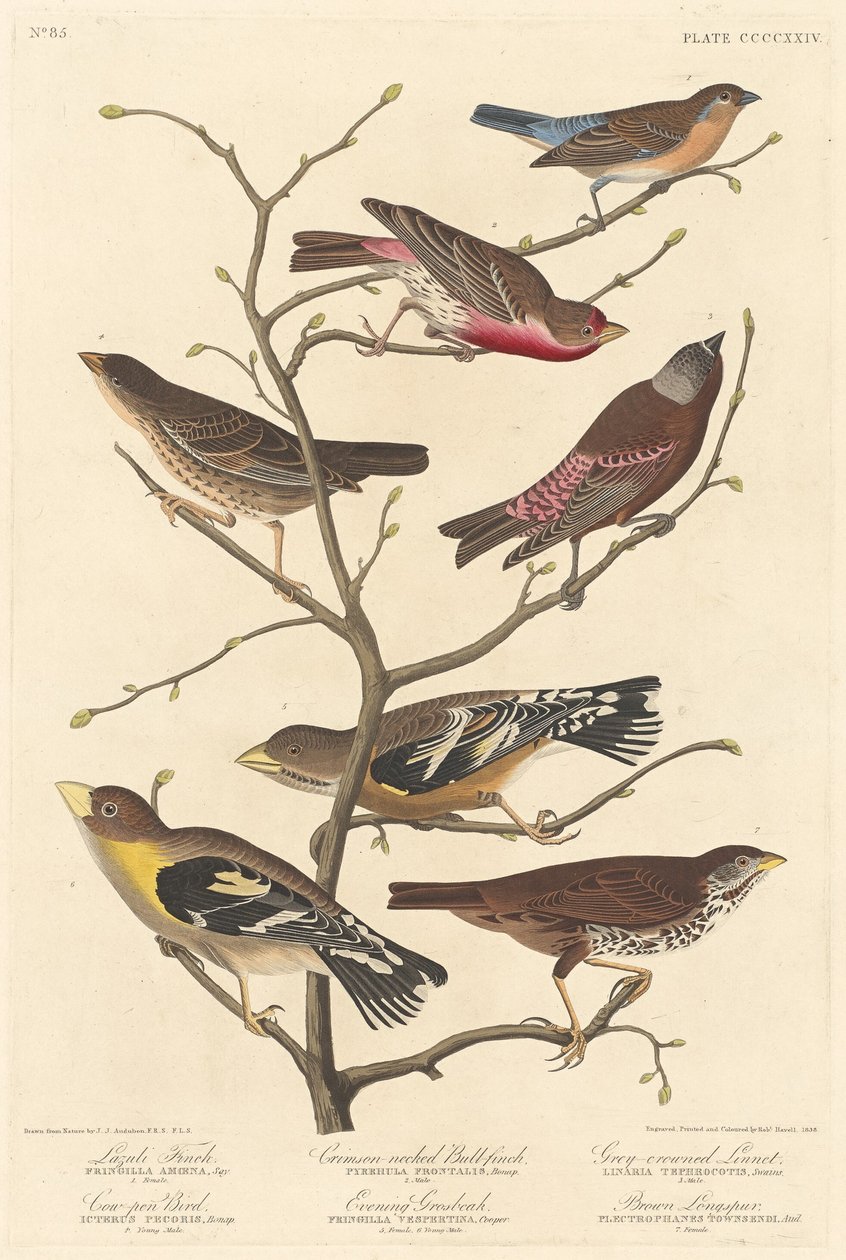 Lazuli Finch, 1838. de Robert Havell