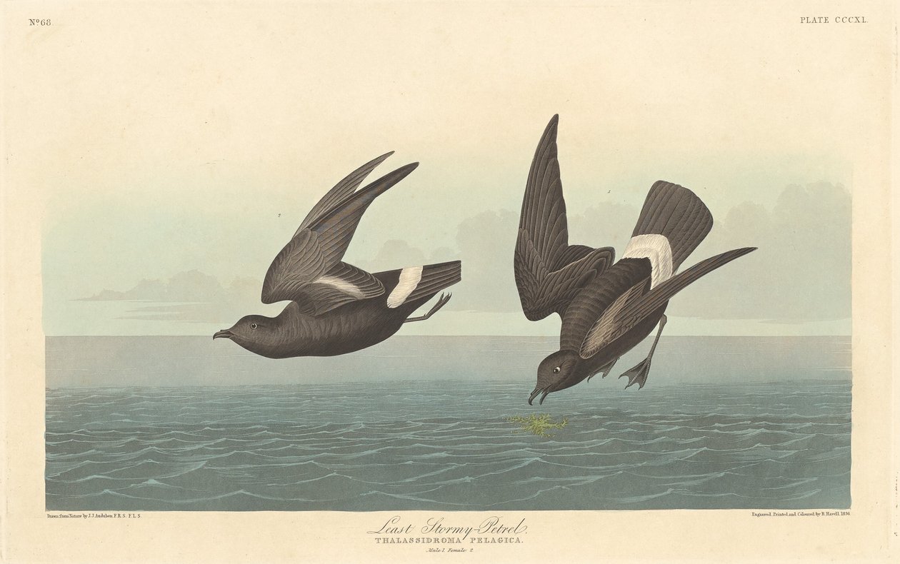 Petrel Menos Tempestuoso, 1836. de Robert Havell