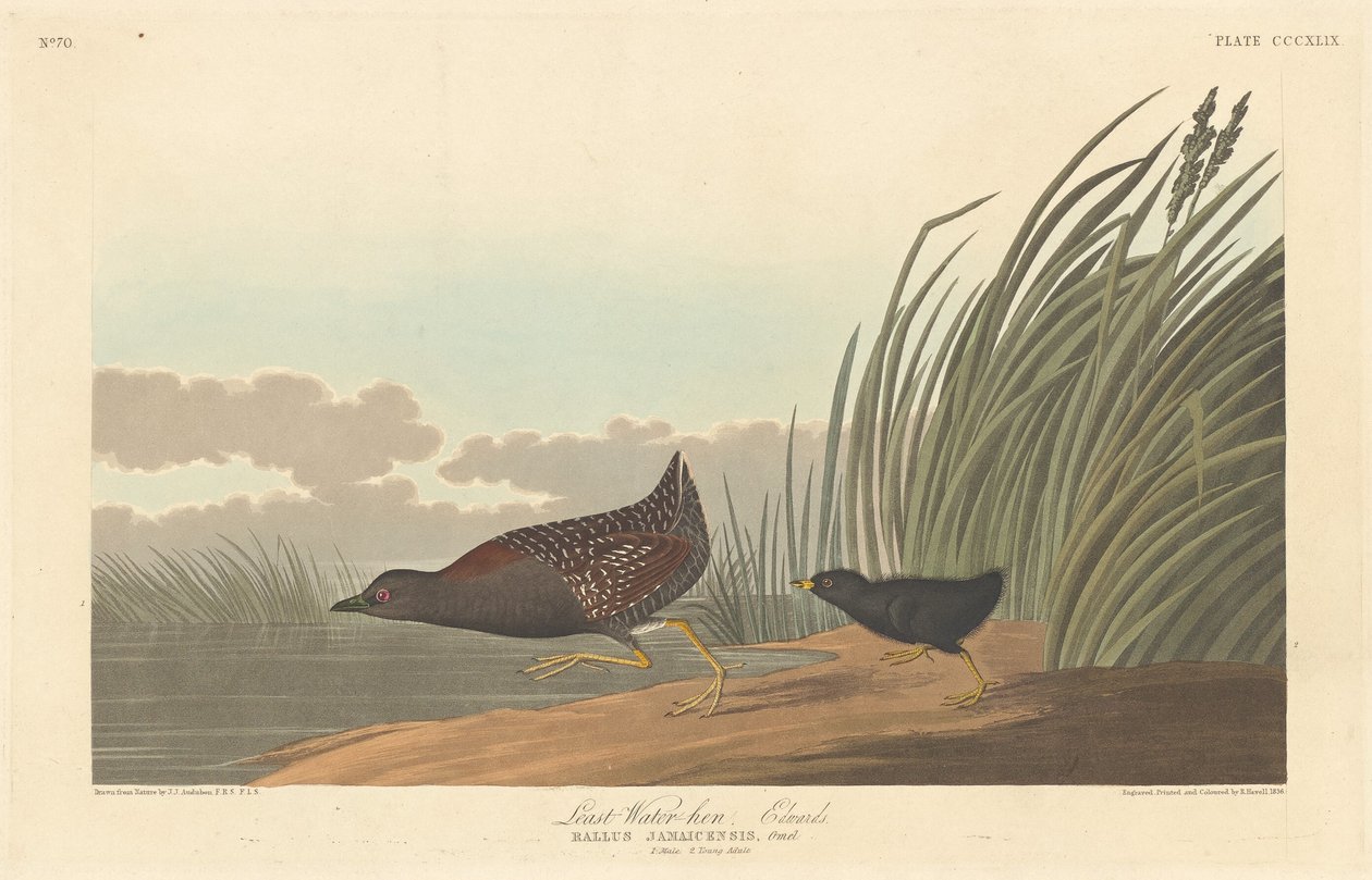 Least Water-hen, 1836. de Robert Havell