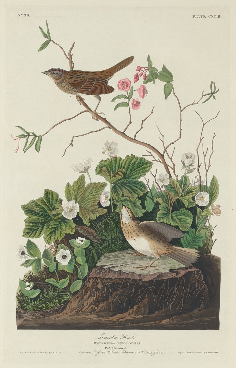 Lincoln Finch, 1834. de Robert Havell