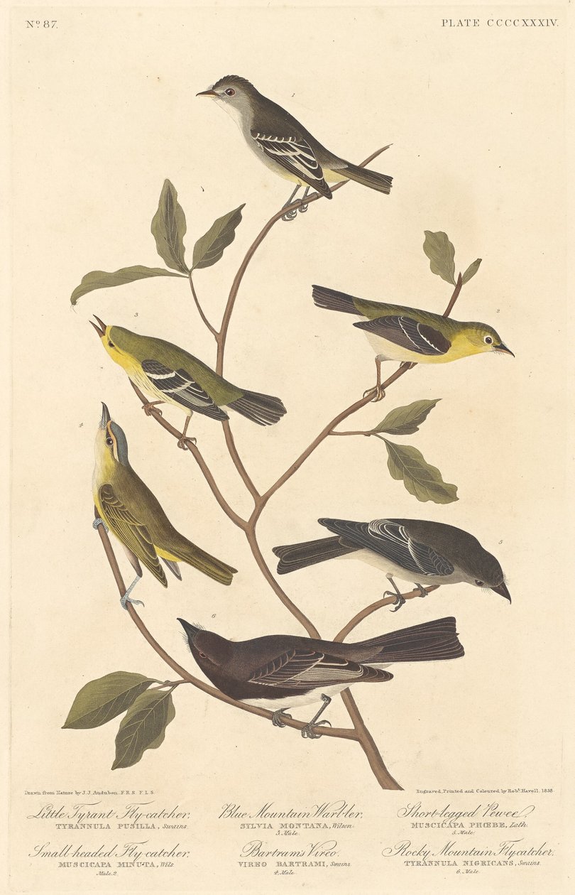 Pequeno Tyrant Flycatcher, Flycatcher de cabeça pequena, Blue Mountain Warbler..., 1838. de Robert Havell