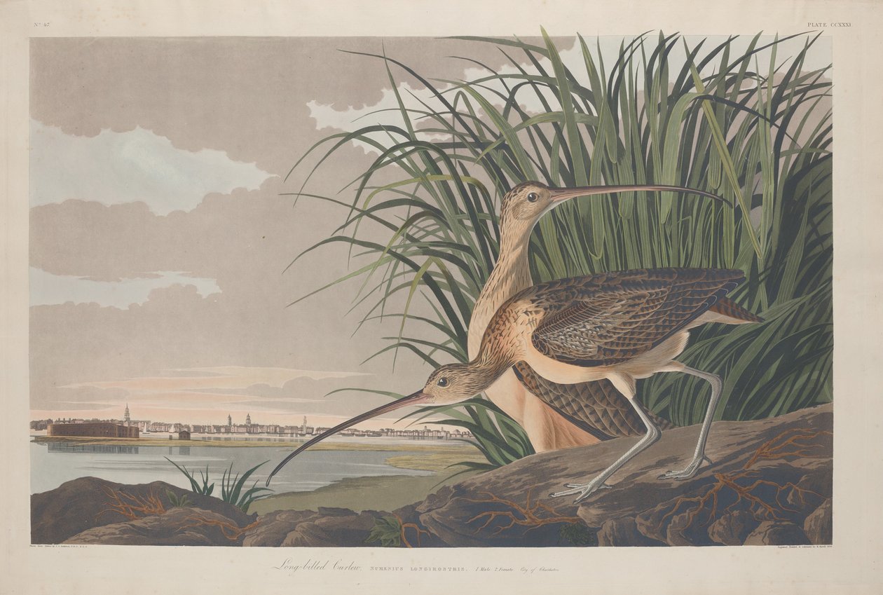Maçarico-de-bico-comprido, 1834. de Robert Havell