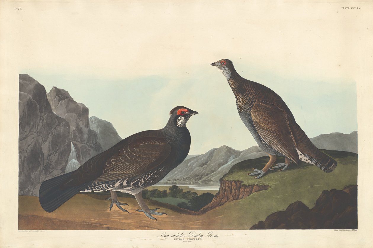 Long-tailed ou Dusky Grous, 1837. de Robert Havell