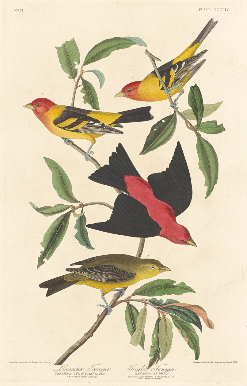 Louisiana Tanager e Scarlet Tanager, de Robert Havell