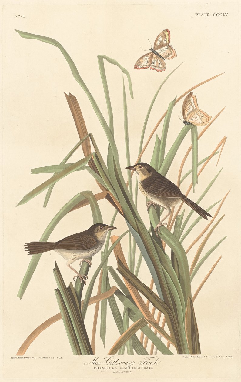 Finch de MacGillivray, 1837. de Robert Havell