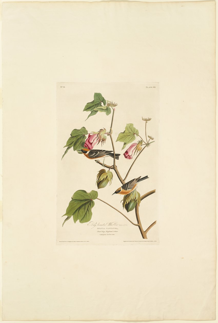 Toutinegra-de-peito-de-baia-macho de Robert Havell