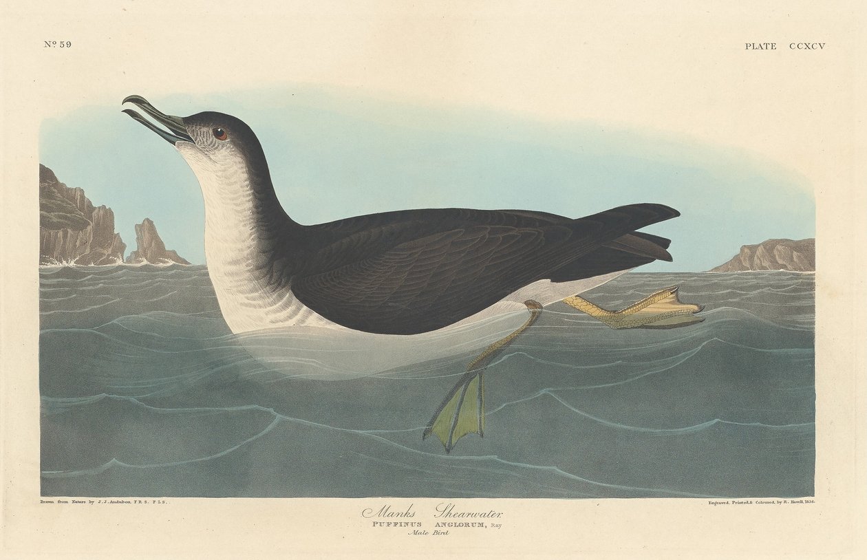 Manks Shearwater, 1836. de Robert Havell