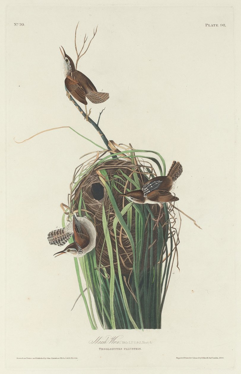 Marsh Wren, 1830. de Robert Havell