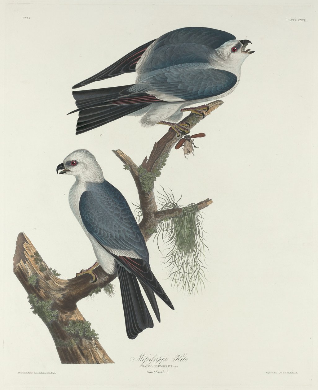 Pipa do Mississipi, 1831. de Robert Havell