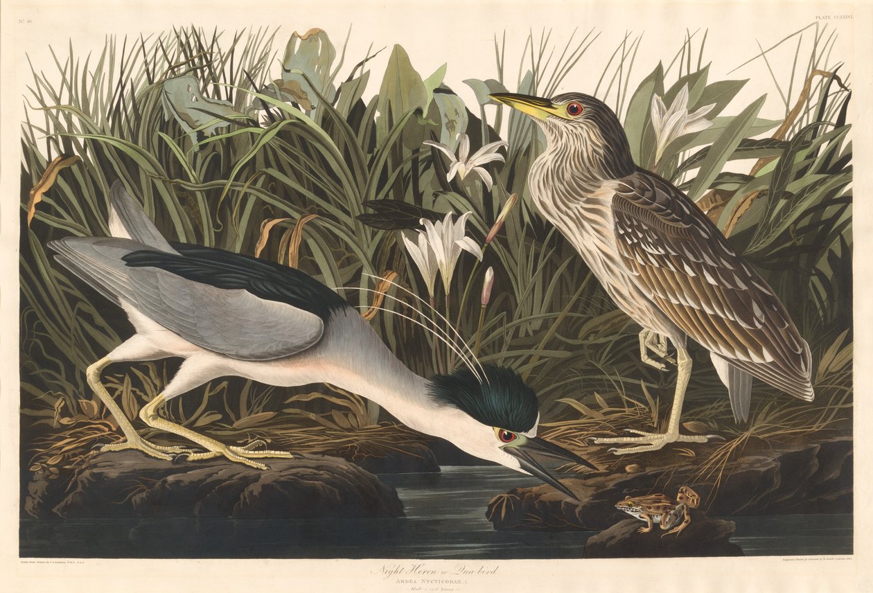 Night Heron ou pássaro Qua, 1835. de Robert Havell