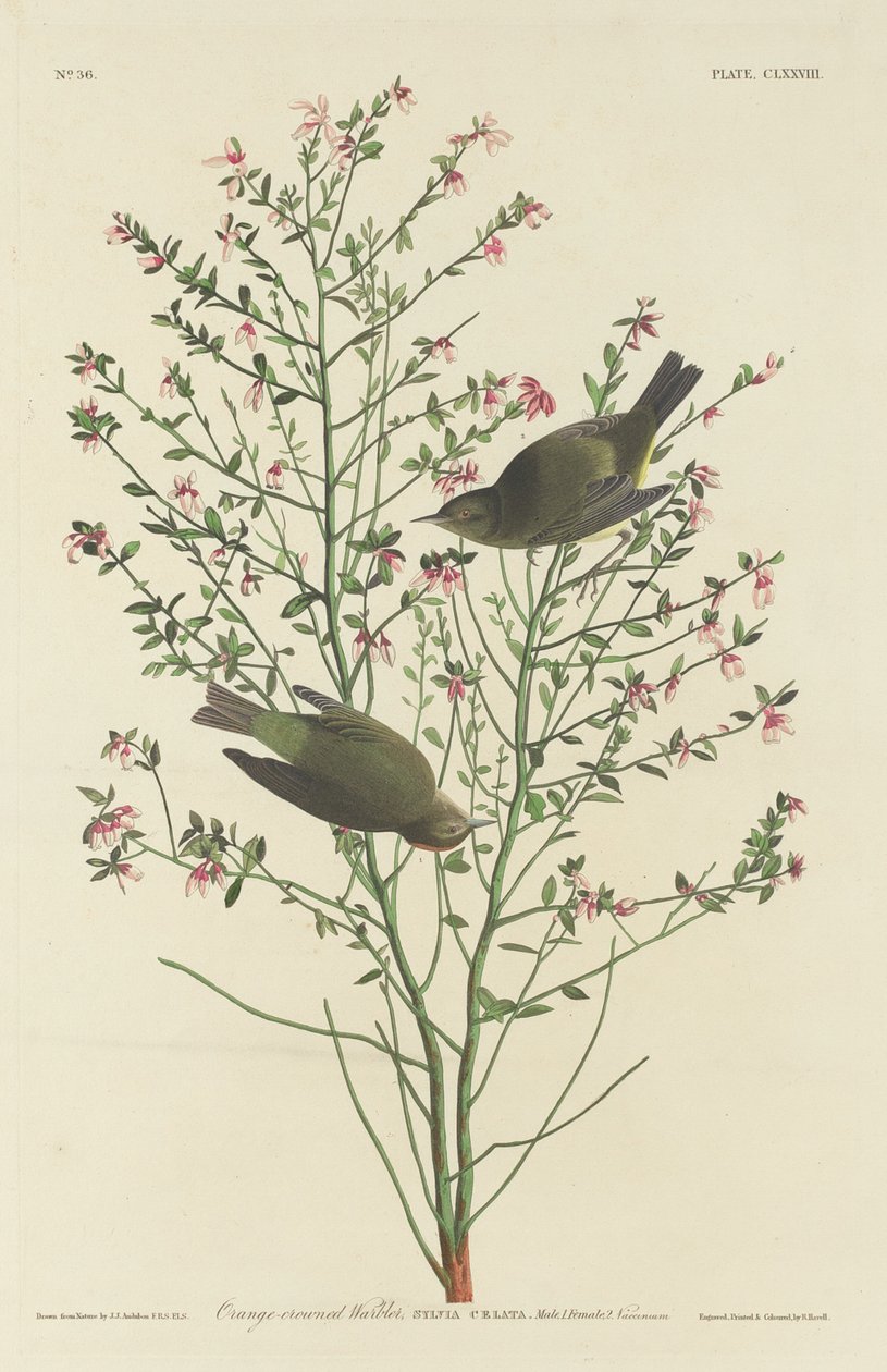 Toutinegra-de-coroa-laranja, 1833. de Robert Havell
