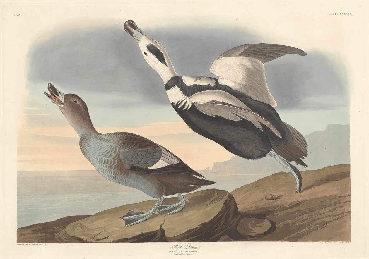 Pato malhado, 1836. de Robert Havell