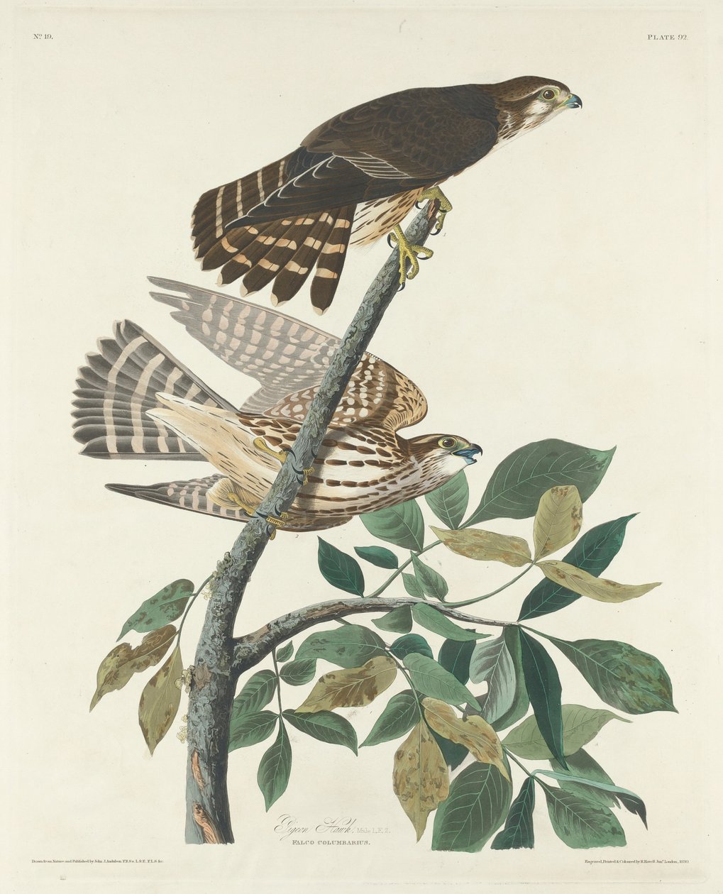 Pombo Falcão, 1830. de Robert Havell