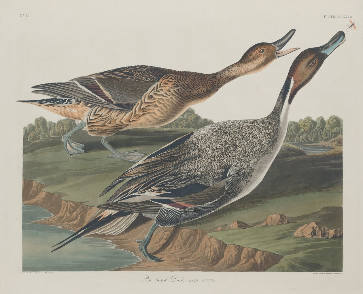 Pato de rabo de alfinete, 1834. de Robert Havell