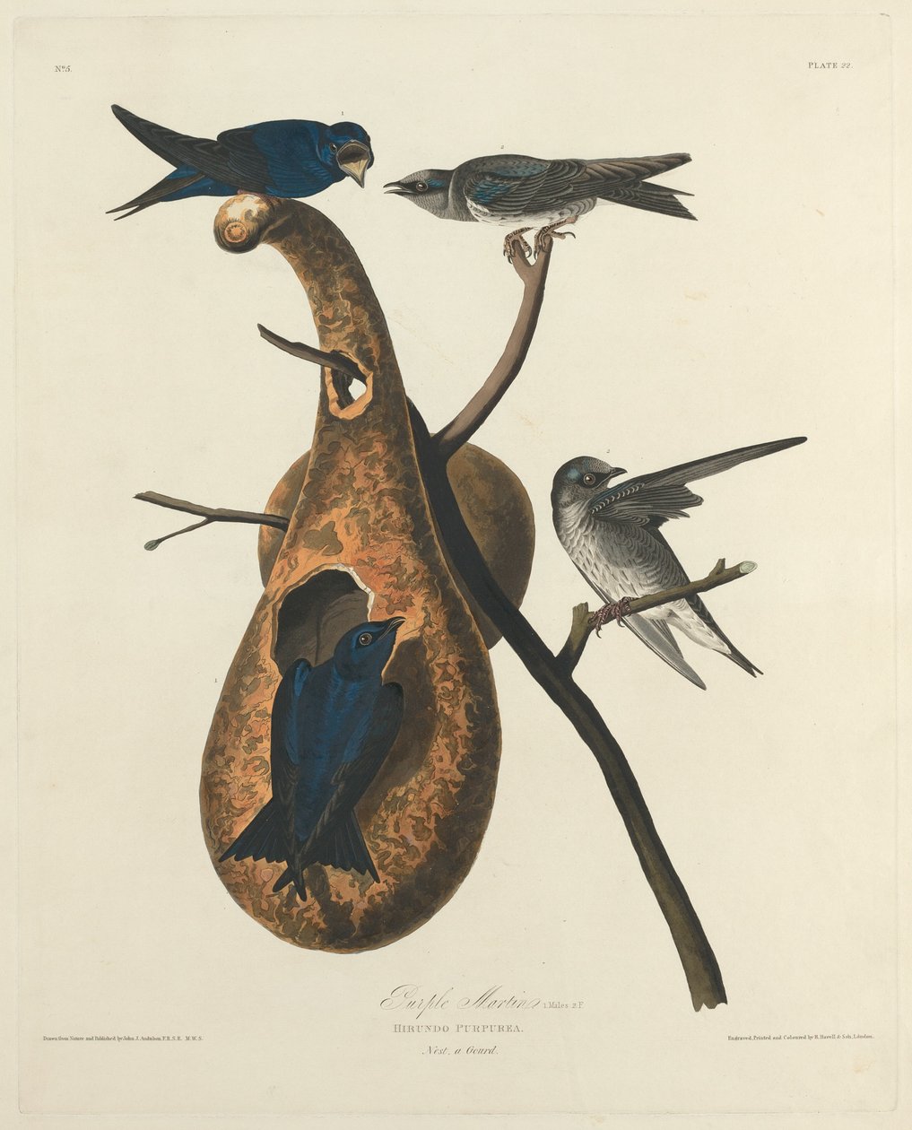 Martinho Roxo, 1827. de Robert Havell