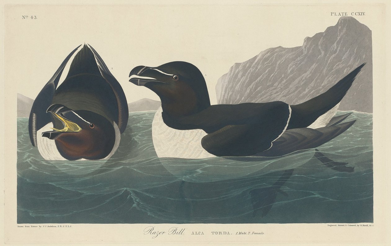 Razor Bill, 1834. de Robert Havell