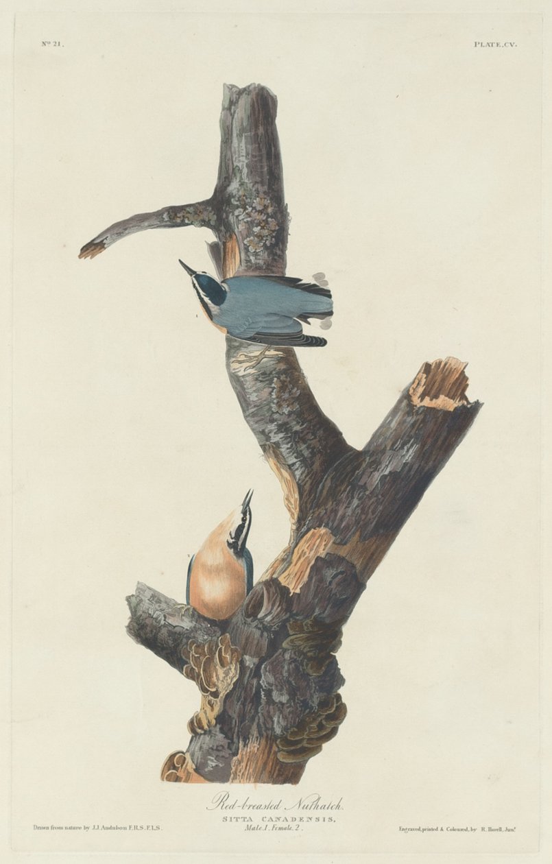 Nuthatch de peito vermelho, 1831. de Robert Havell