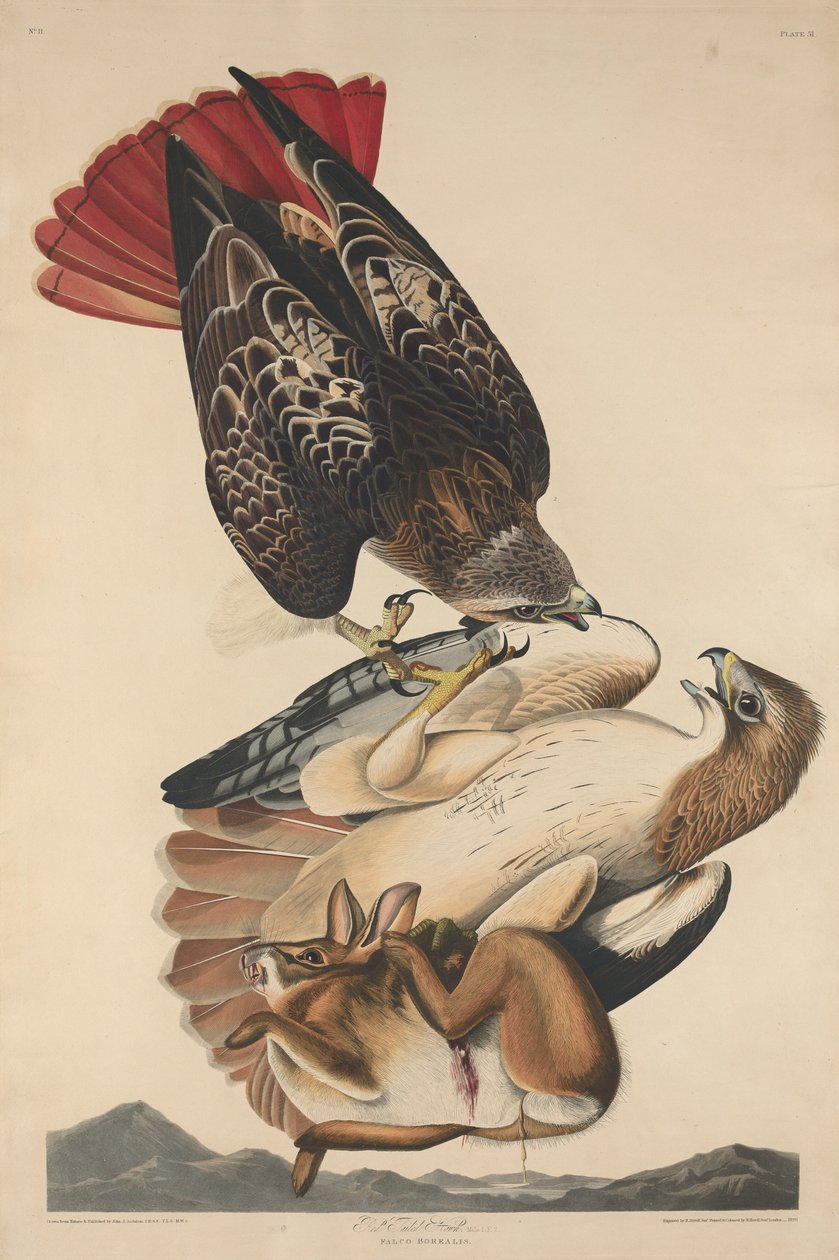 Falcão de cauda vermelha, 1829. de Robert Havell