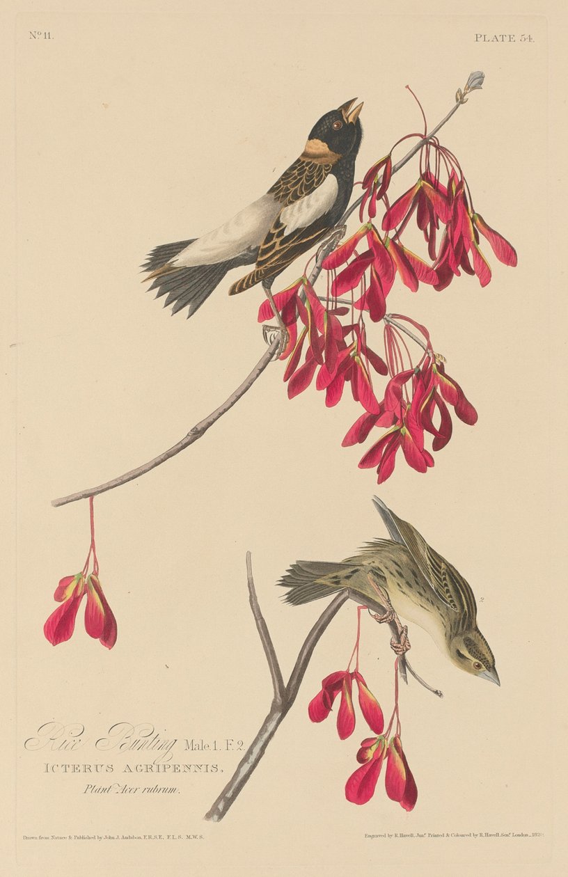 Arroz Bunting, 1829. de Robert Havell
