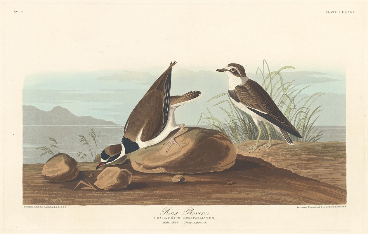 Tarambola Anel, 1836. de Robert Havell