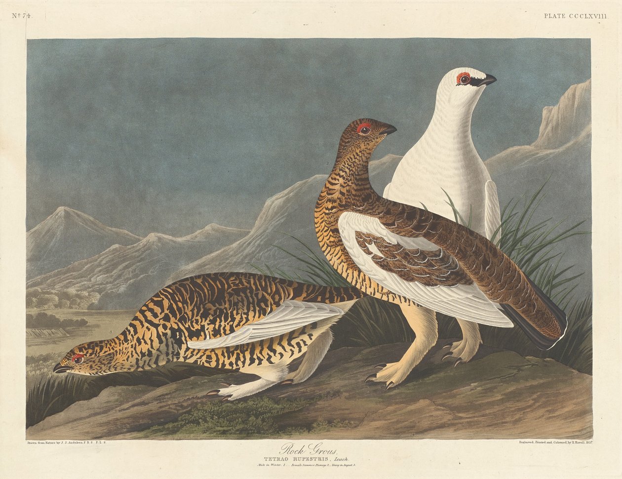 Rock Grous, 1837. de Robert Havell