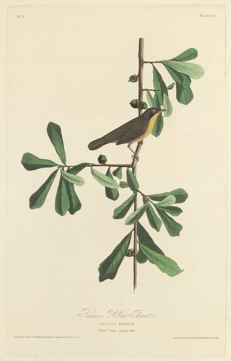 Garganta Amarela de Roscoe, 1827. de Robert Havell