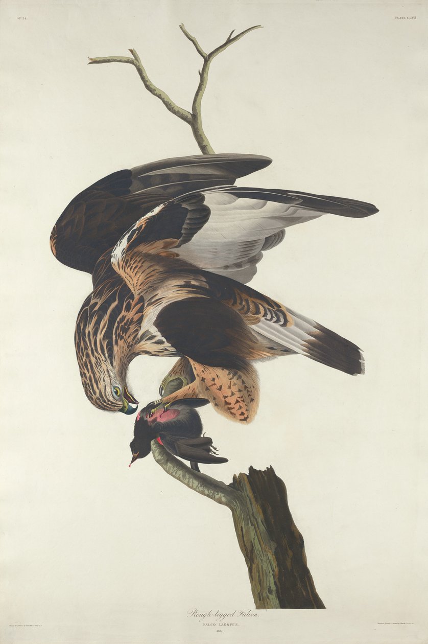 Falcão de pernas ásperas, 1833. de Robert Havell