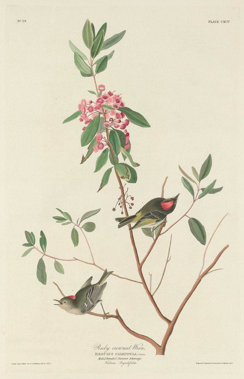 Wren coroado de rubi, 1834. de Robert Havell