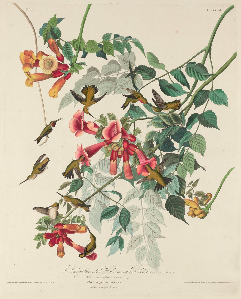 Beija-flor-de-garganta-rubi, 1828. de Robert Havell
